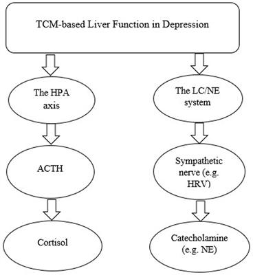 The relationship between liver function and neurophysiological factors in depressed individuals: a cross-sectional study using an integrated “East meets West” medicine approach